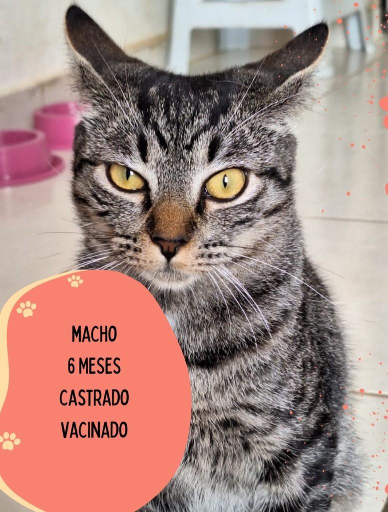 Luca, gato para adoção em São Carlos - SP