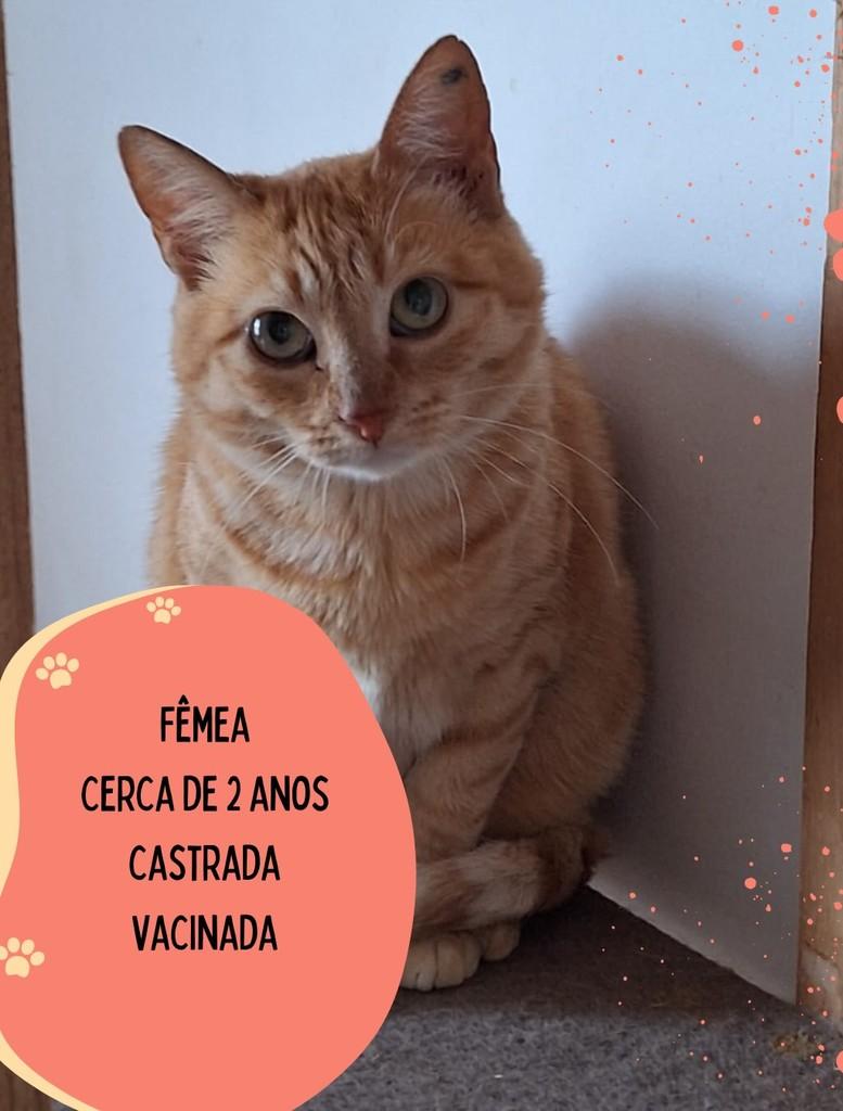 Beyblade, gato de porte pequeno para adoção em São Carlos - SP
