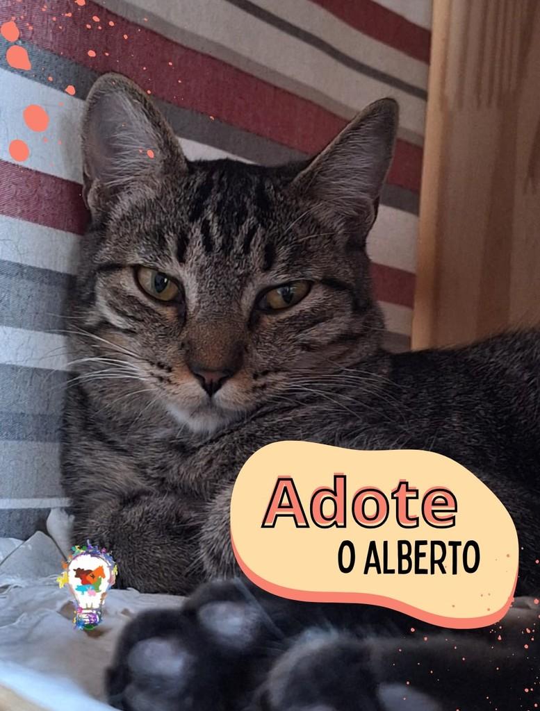 Alberto, gato de porte médio para adoção em São Carlos - SP