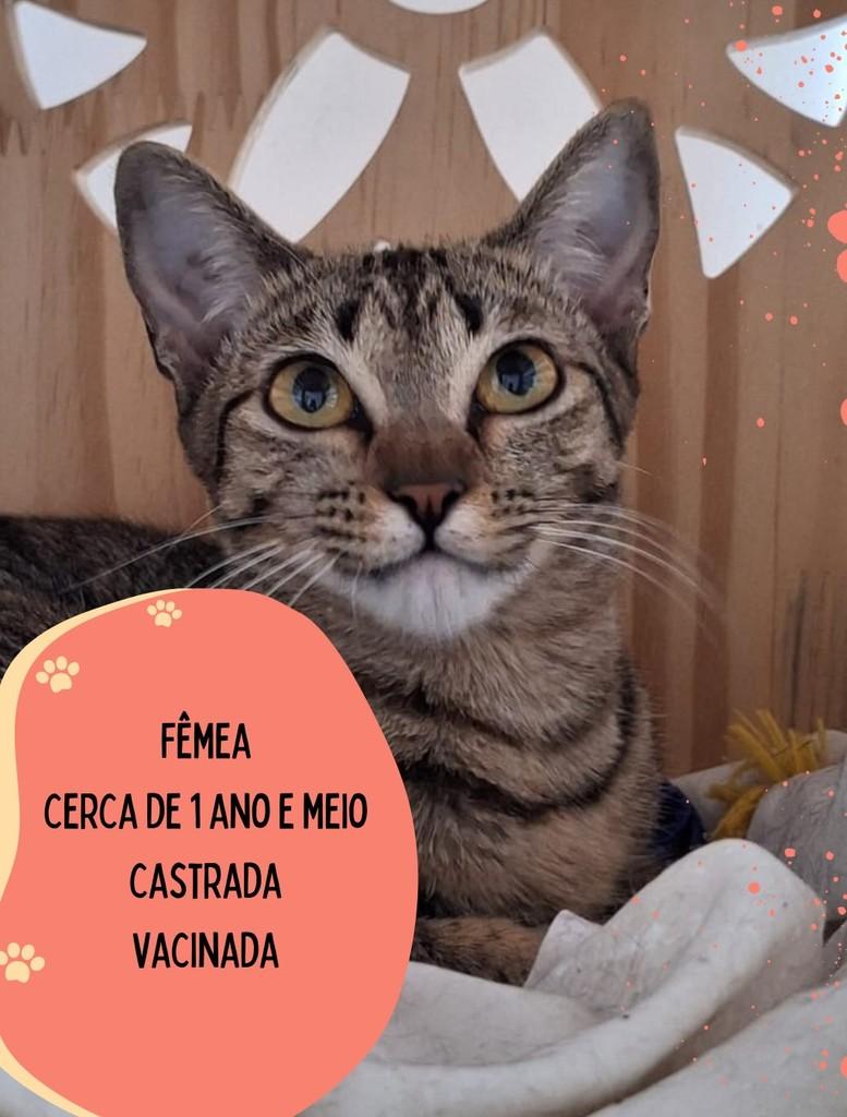 Pagode, gata para adoção em São Carlos - SP