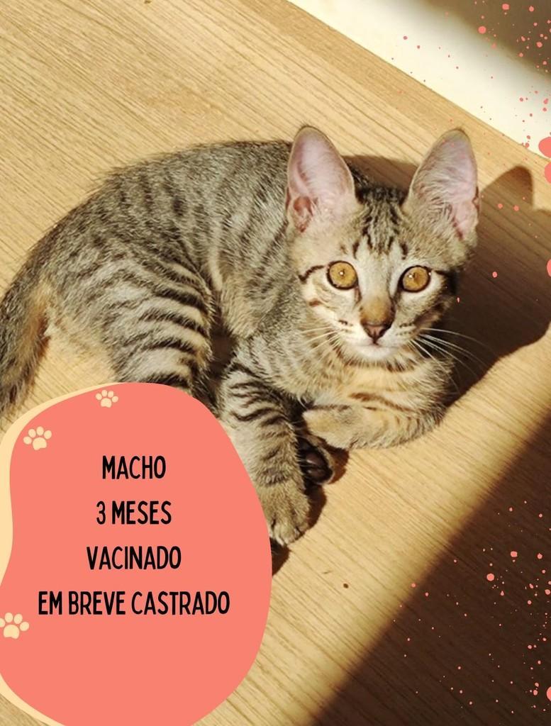 Cavaquinho, gato de porte pequeno para adoção em São Carlos - SP