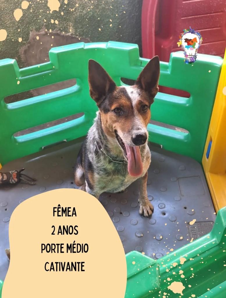 Pandora, cachorro de porte médio para adoção em São Carlos - SP