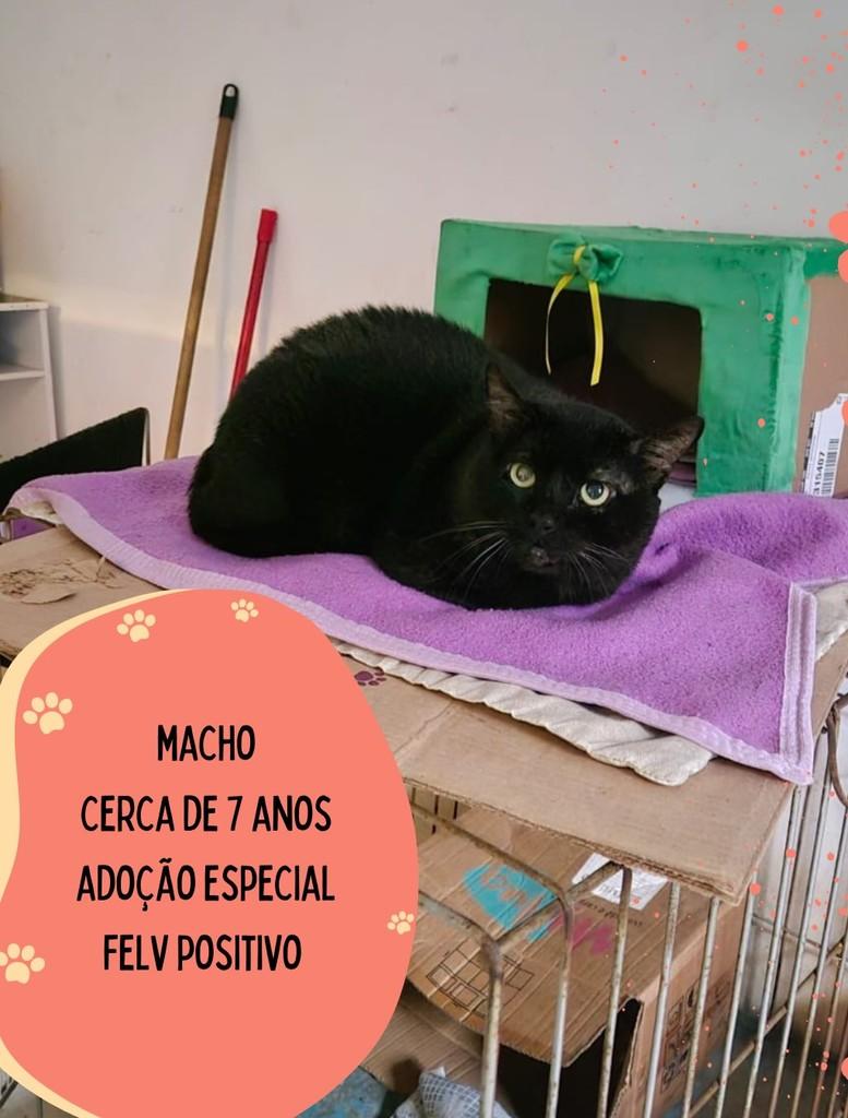 Oreo, gato para adoção em São Carlos - SP