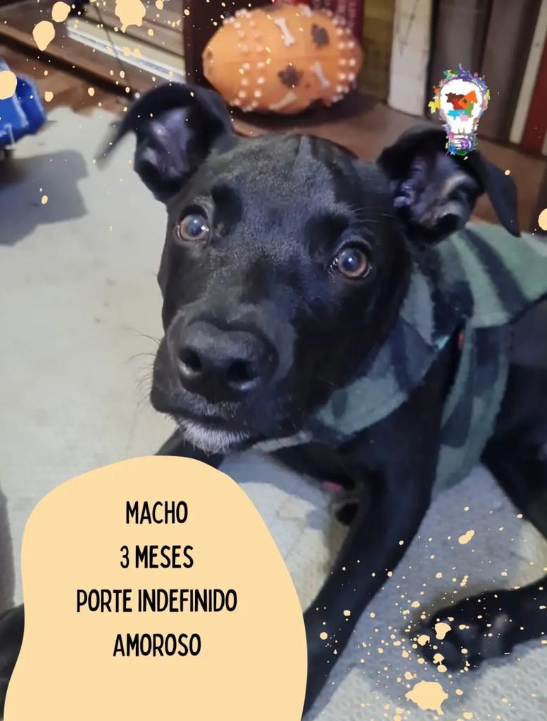 Romarinho, cachorro de porte pequeno para adoção em São Carlos - SP
