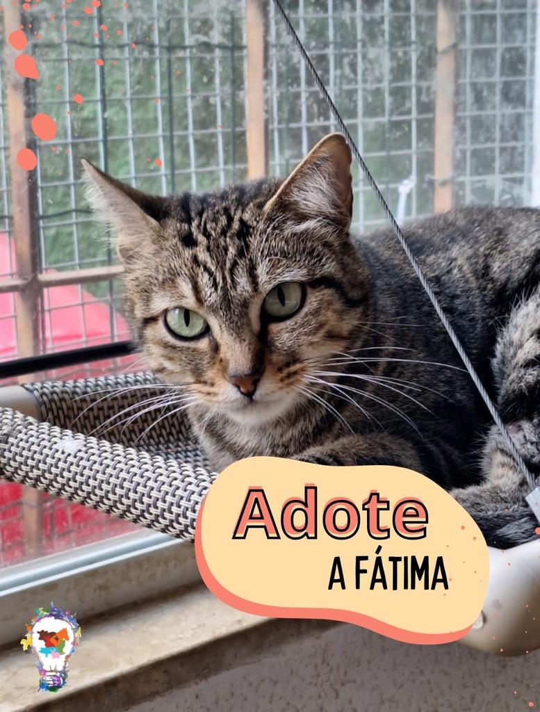 Fátima, gato de porte médio para adoção em São Carlos - SP