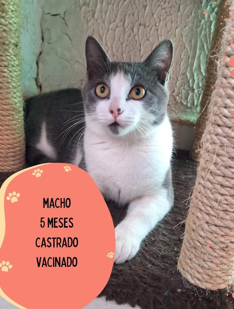 Cosme, gato de porte médio para adoção em São Carlos - SP