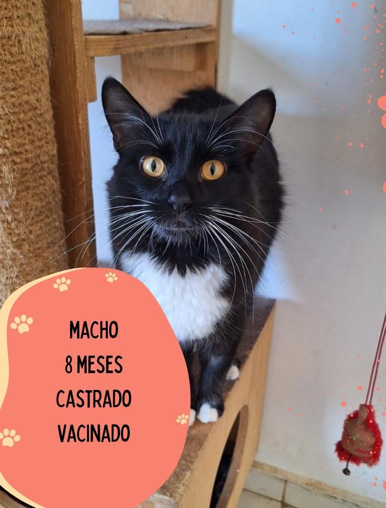 Pantera, gato de porte médio para adoção em São Carlos - SP