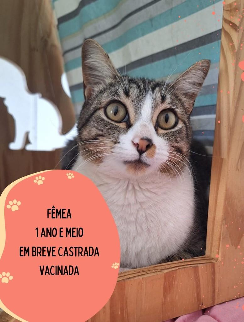 Zoe, gata de porte pequeno para adoção em São Carlos - SP