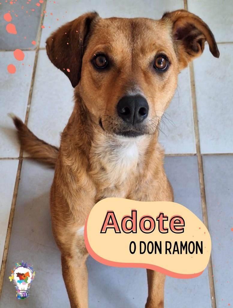 Don Ramon, cachorro de porte médio para adoção em São Carlos - SP