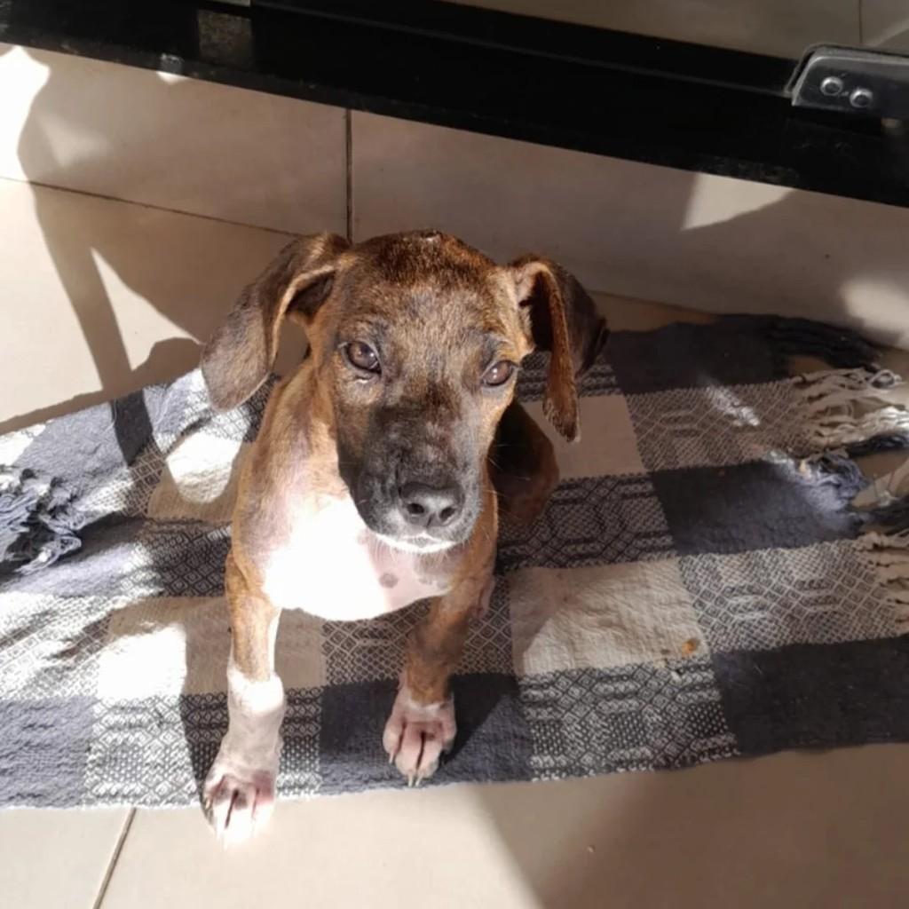 Bebezinha, cachorro de porte pequeno para adoção em Ipameri - GO