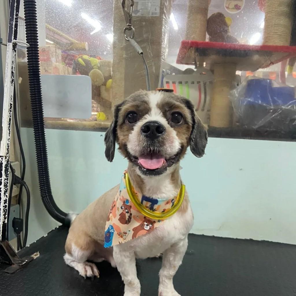 Chico, cachorro de porte pequeno para adoção em Ipameri - GO