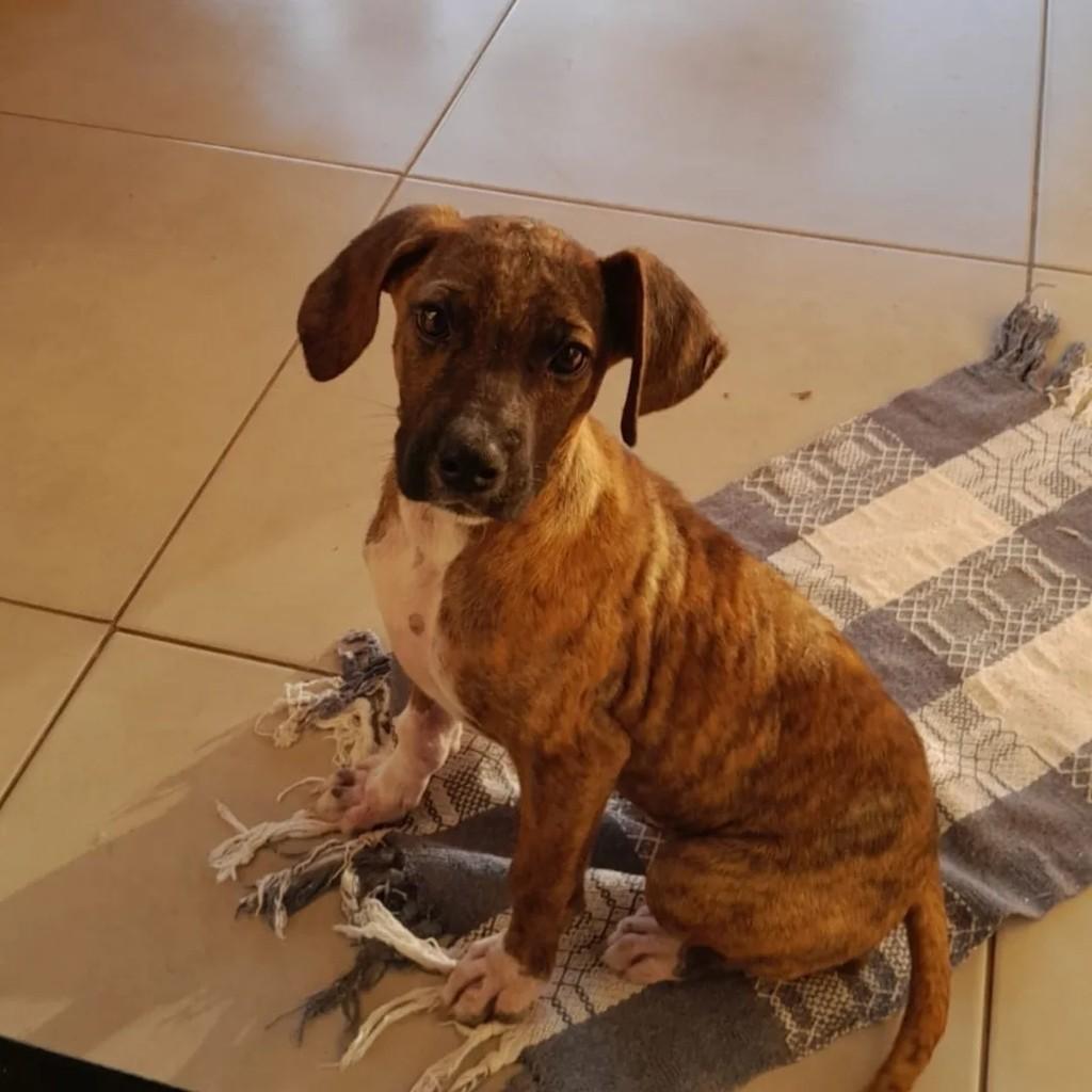 Filhotinha, cadela de porte pequeno para adoção em Ipameri - GO