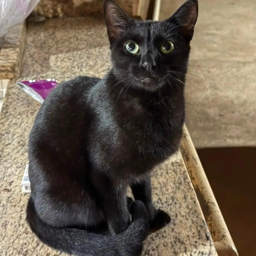 Fafá, gata de porte pequeno para adoção em Ipameri - GO