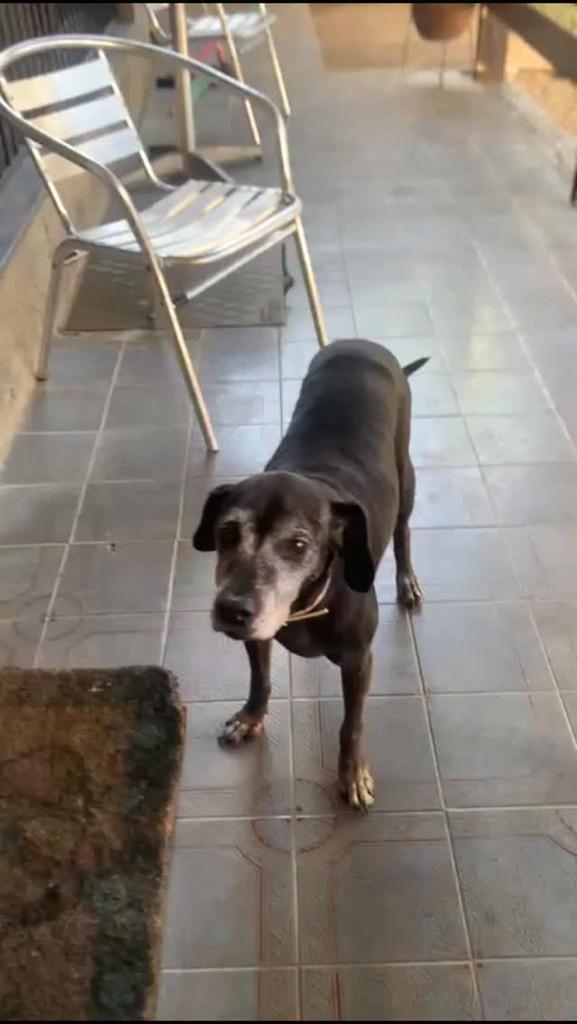 Vovô Coronel, cachorro de porte médio para adoção em Rio de Janeiro - RJ