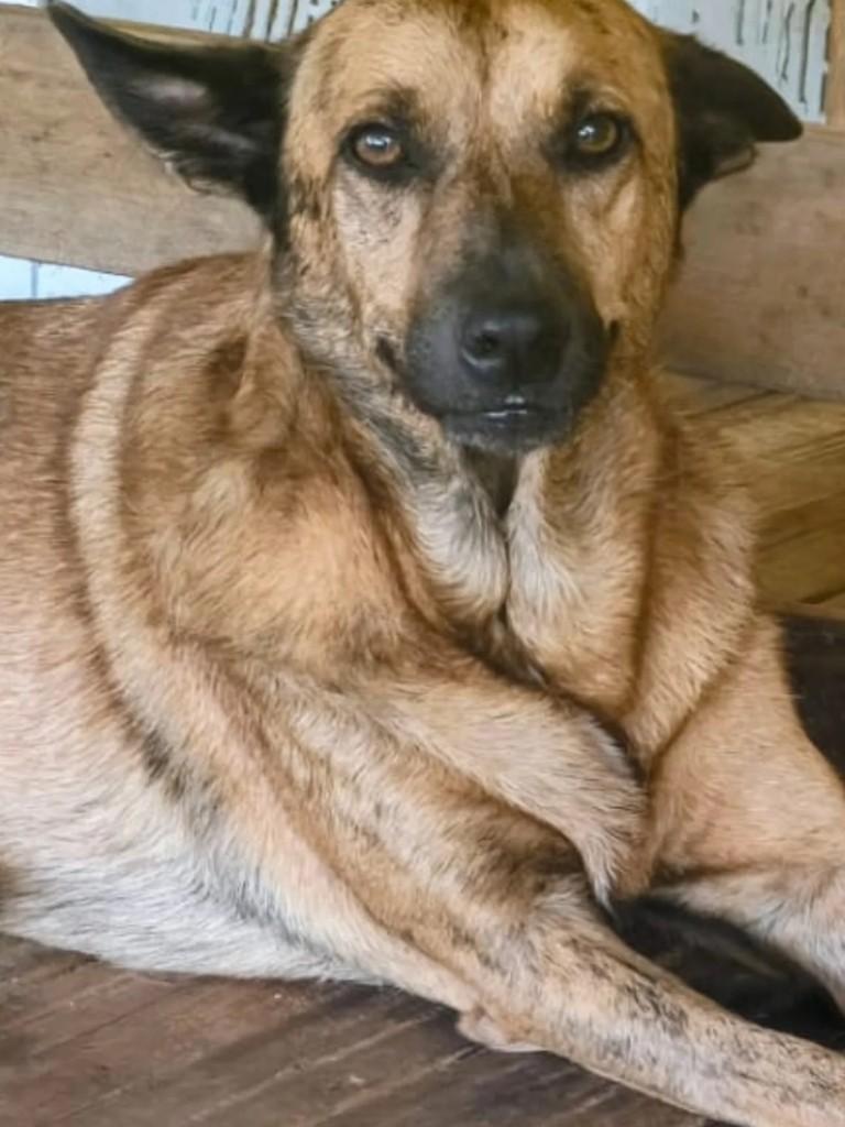 Patrick, cachorro de porte médio para adoção em Rio de Janeiro - RJ