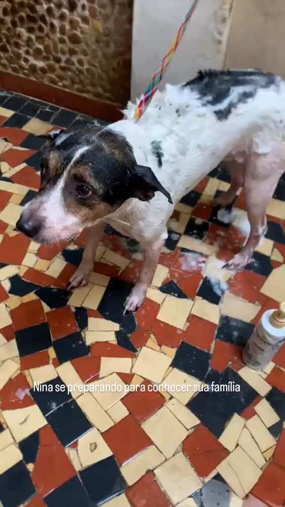 Nina, cachorro de porte pequeno para adoção em Teresópolis - RJ