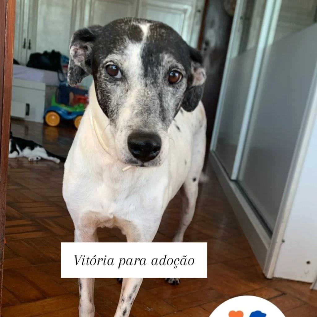 Vitória, cadela de porte médio para adoção em Rio de Janeiro - RJ