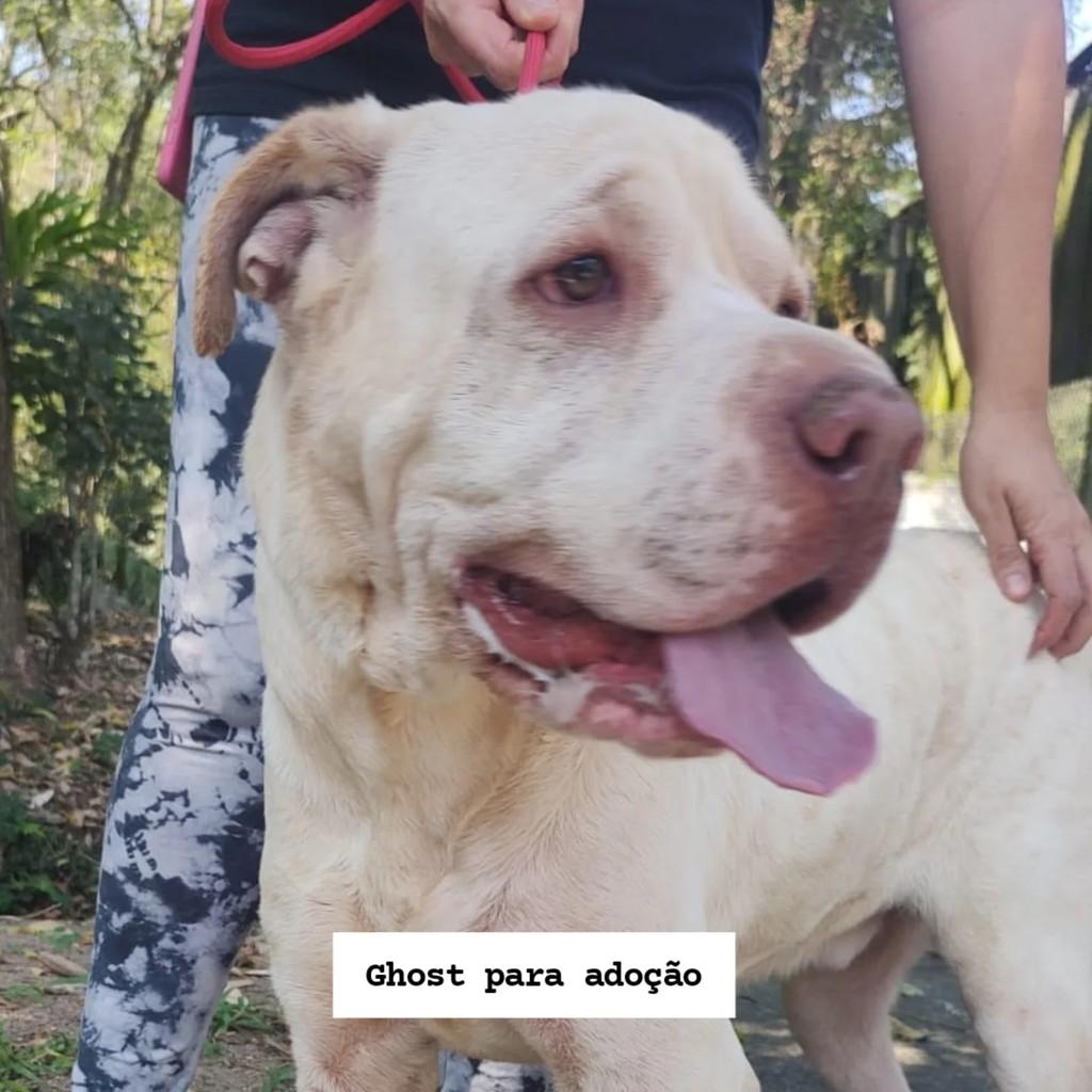 Ghost, cachorro de porte grande para adoção em Rio de Janeiro - RJ