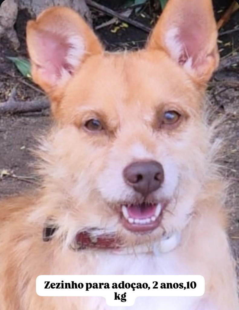 Zezinho, cachorro de porte médio para adoção em Rio de Janeiro - RJ