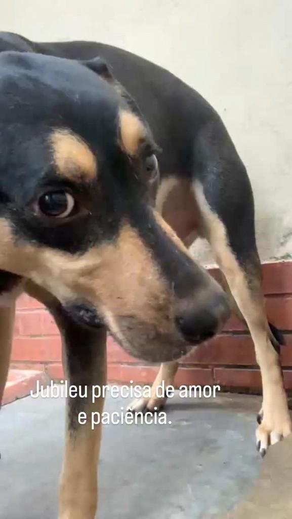 Jubileu, cachorro de porte médio para adoção em Rio de Janeiro - RJ