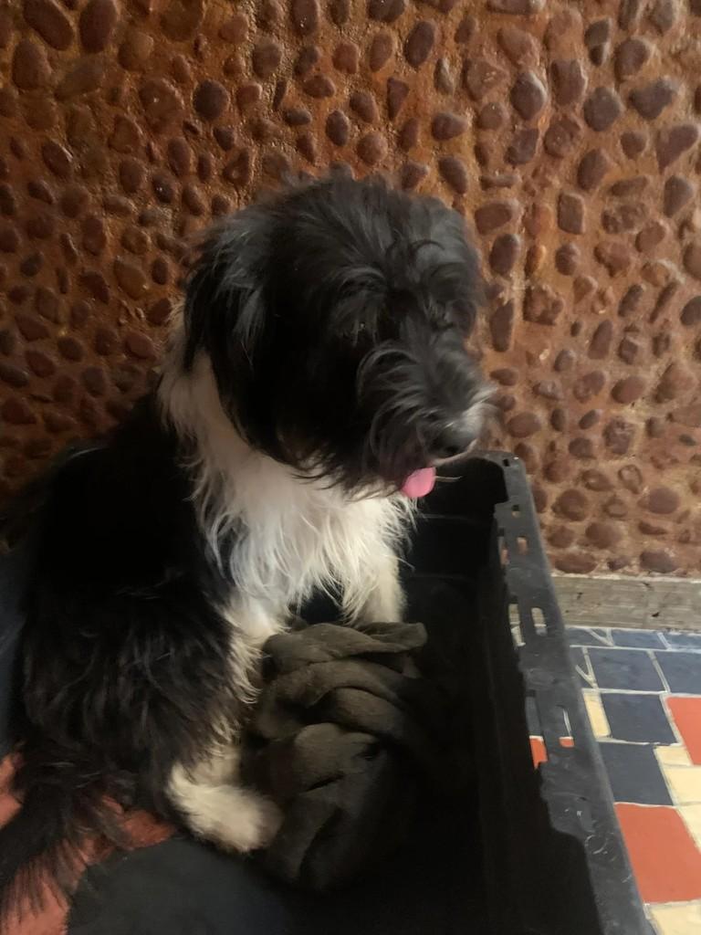 Vitor, cachorro de porte pequeno para adoção em Rio de Janeiro - RJ