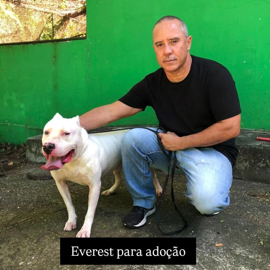 Everest, cachorro de porte grande para adoção em Rio de Janeiro - RJ