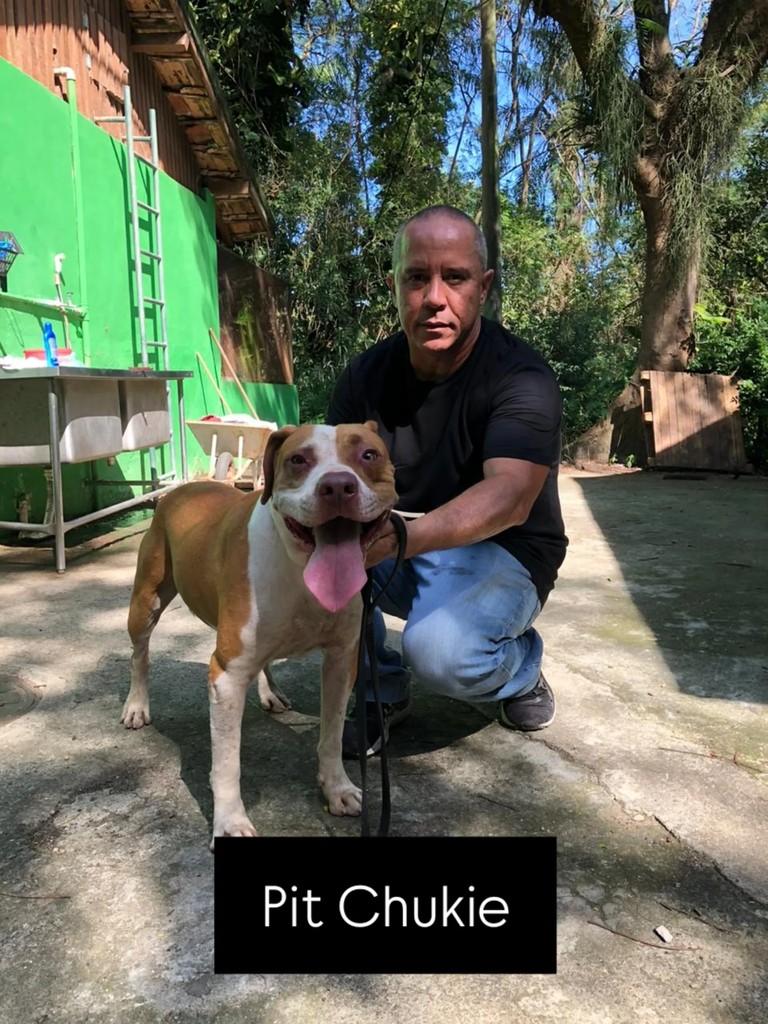 Pit Chukie, cachorro de porte médio para adoção em Rio de Janeiro - RJ