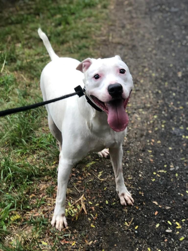 Pit Playboy, cachorro de porte médio para adoção em Rio de Janeiro - RJ