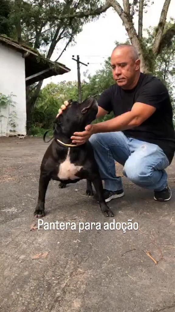 Pantera, cadela de porte médio para adoção em Rio de Janeiro - RJ
