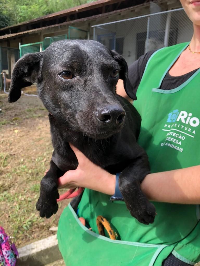 Chokito, cachorro de porte médio para adoção em Rio de Janeiro - RJ