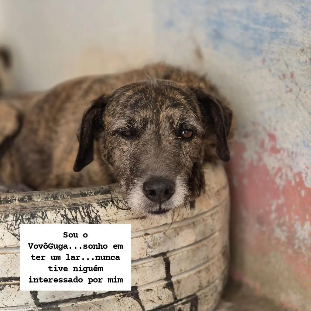 Guga, cachorro de porte médio para adoção em Rio de Janeiro - RJ