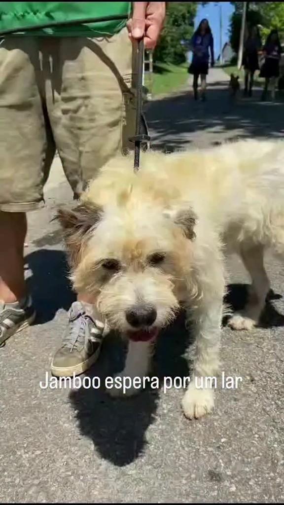 Jamboo, cachorro de porte médio para adoção em Rio de Janeiro - RJ