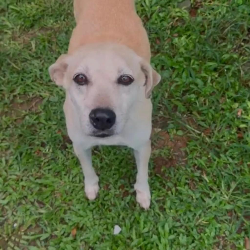 Canela, cadela de porte médio para adoção em Rio de Janeiro - RJ