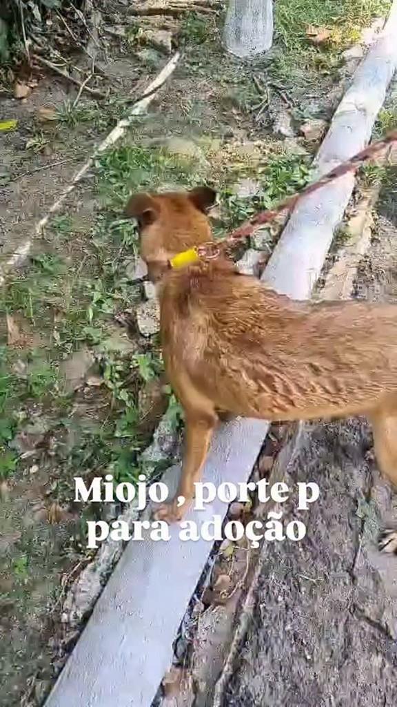 Miojo, cachorro de porte pequeno para adoção em Rio de Janeiro - RJ