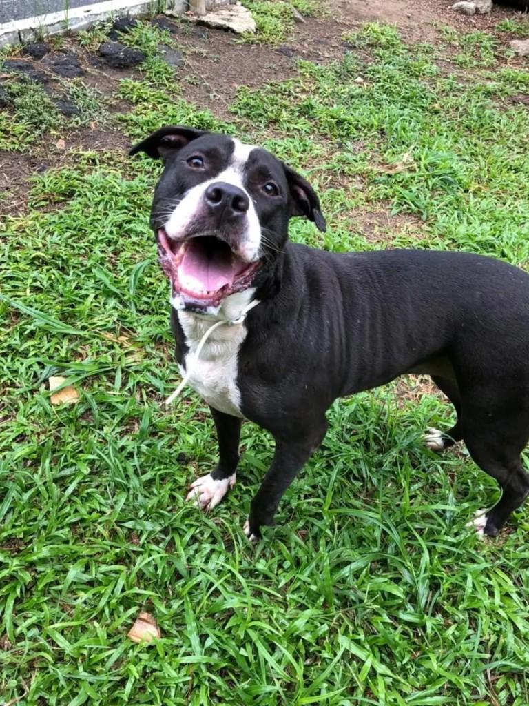 Pit Pérola, cachorro de porte médio para adoção em Rio de Janeiro - RJ