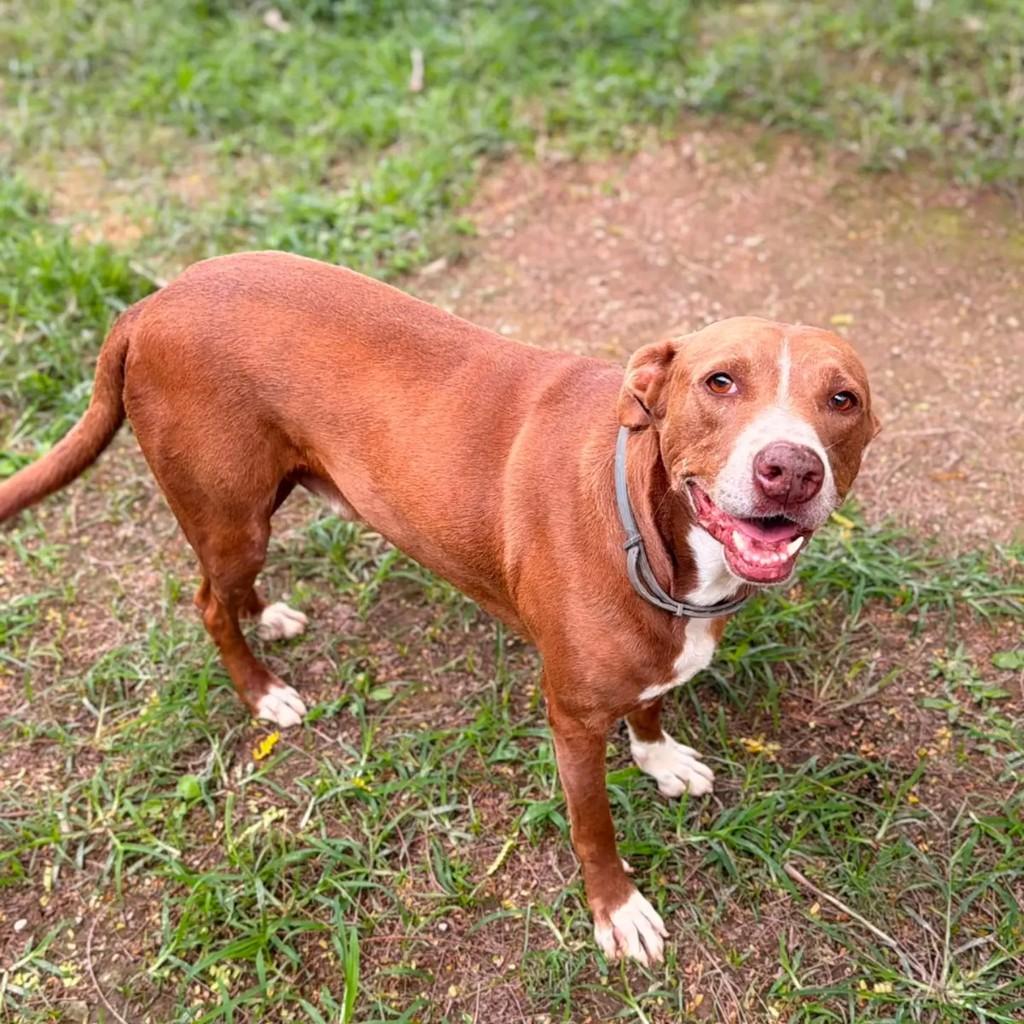 Tostão, cachorro de porte médio para adoção em Rio de Janeiro - RJ