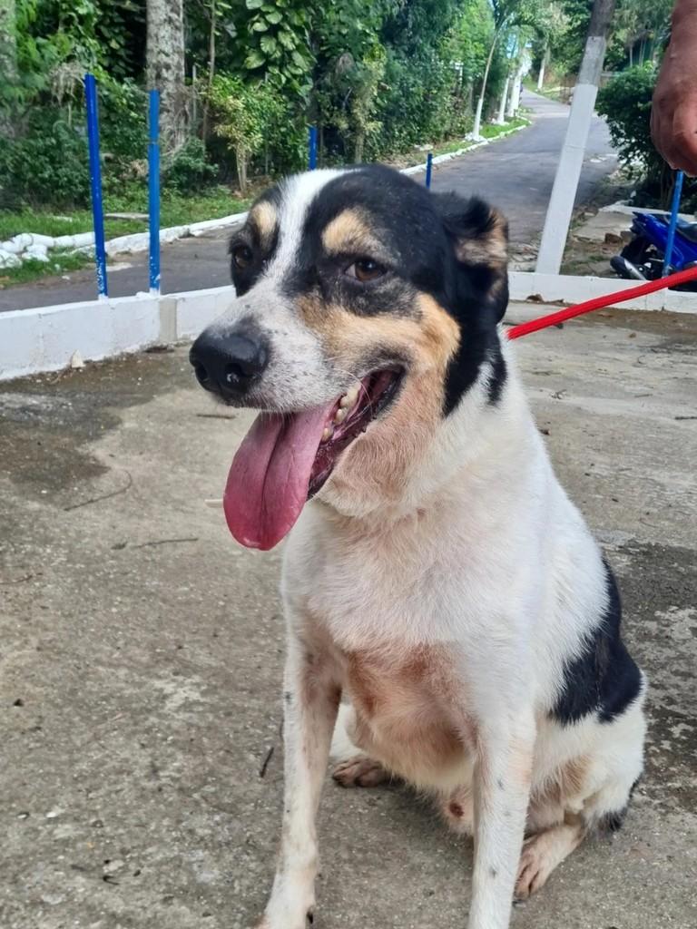 Pinguim, cachorro de porte médio para adoção em Rio de Janeiro - RJ