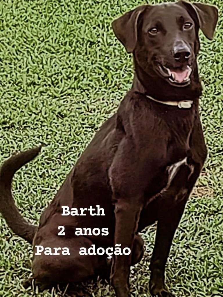 Barth, cachorro de porte pequeno para adoção em Rio de Janeiro - RJ