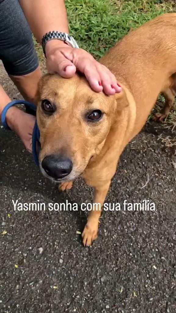 Yasmin, cadela de porte médio para adoção em Rio de Janeiro - RJ