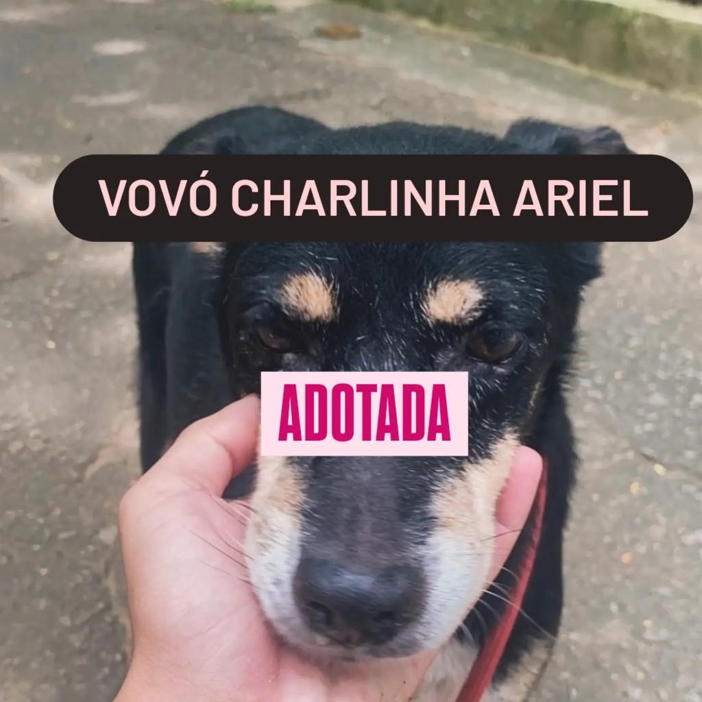 VovóCharlinha, cadela de porte pequeno para adoção em Rio de Janeiro - RJ