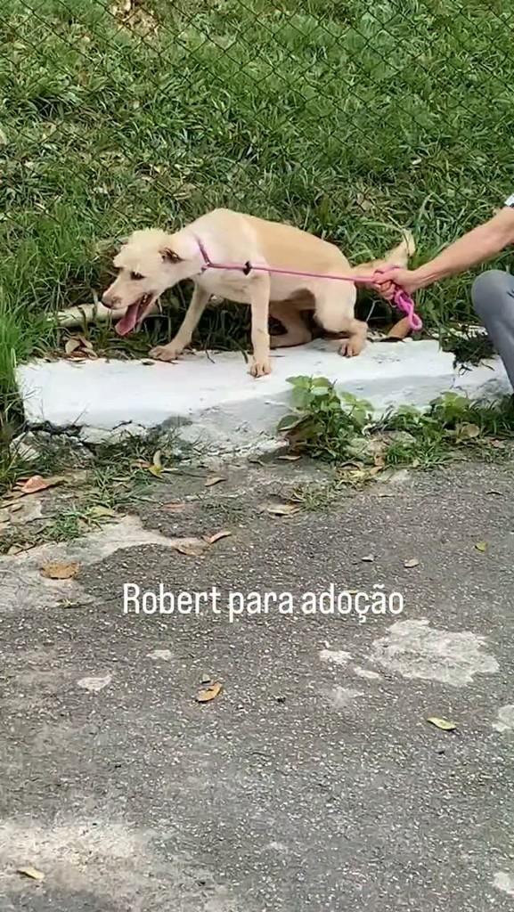 Robert, cachorro de porte pequeno para adoção em Rio de Janeiro - RJ