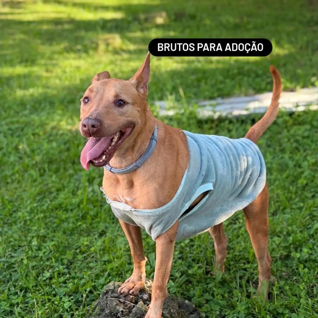 Brutos, cachorro de porte médio para adoção em Rio de Janeiro - RJ