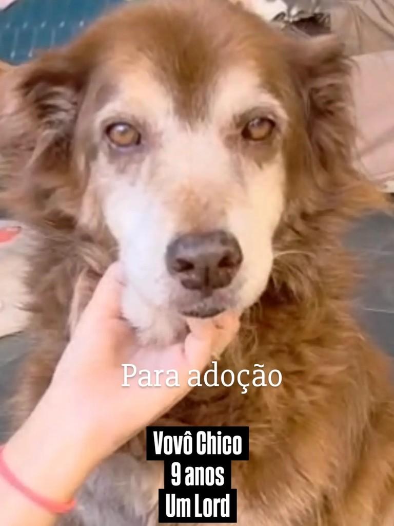 Chico, cachorro de porte médio para adoção em Rio de Janeiro - RJ