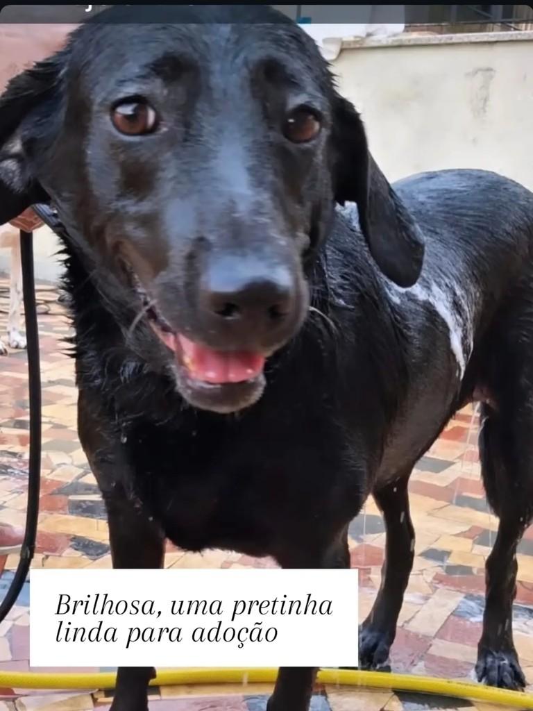 Brilhosa, cadela de porte médio para adoção em Rio de Janeiro - RJ