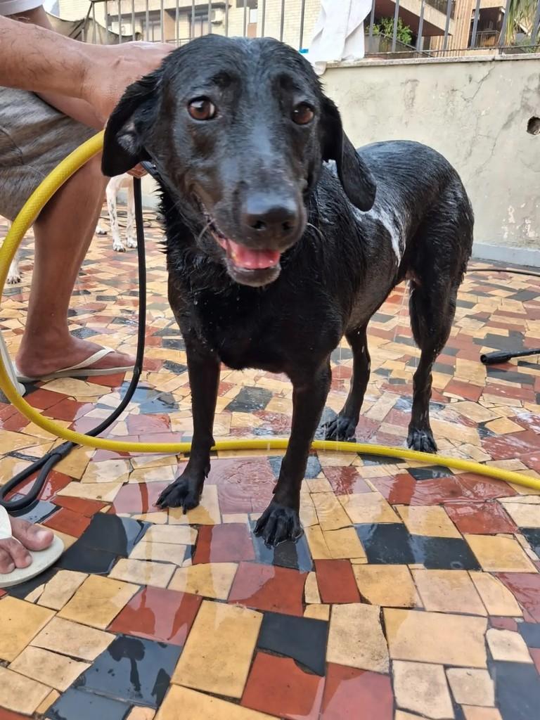 Brilhosa, cadela de porte médio para adoção em Rio de Janeiro - RJ — foto 2 de 2