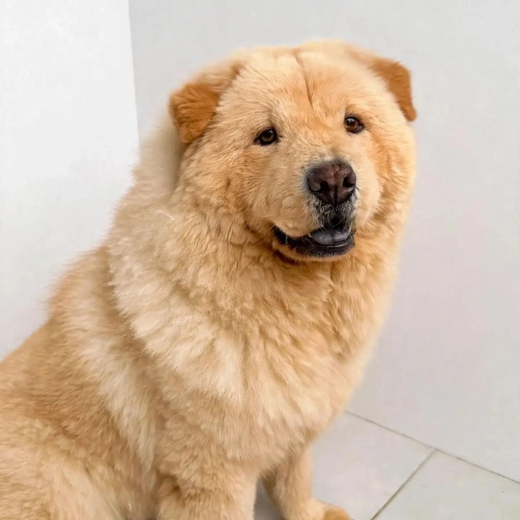 Grandão, cachorro de porte grande para adoção em Rio de Janeiro - RJ — foto 2 de 3