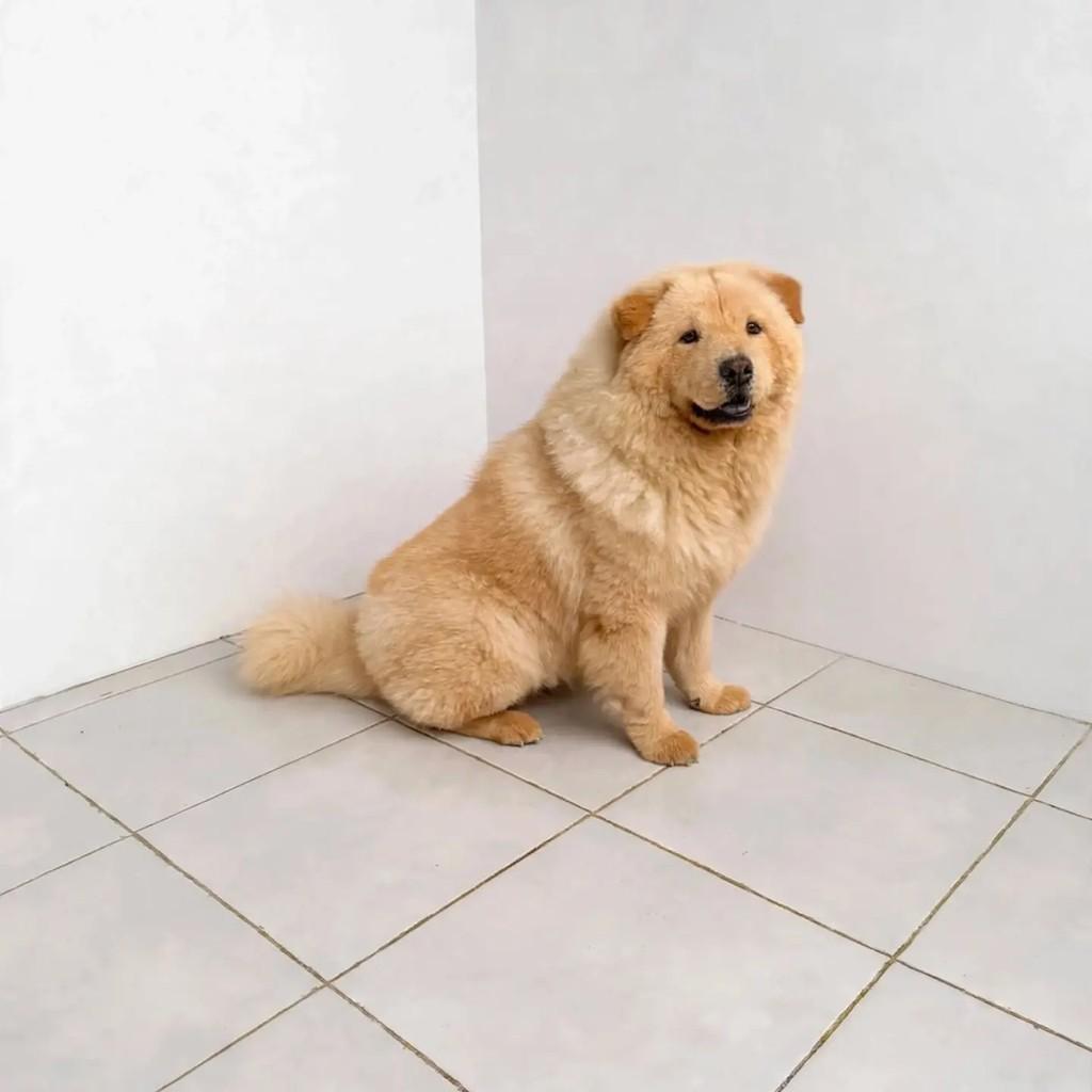 Grandão, cachorro de porte grande para adoção em Rio de Janeiro - RJ — foto 3 de 3
