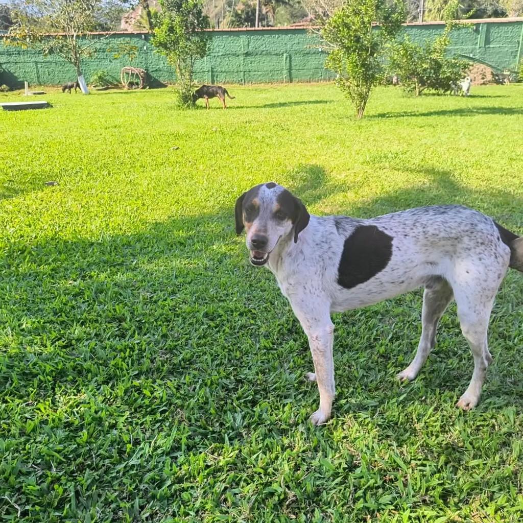 Felix, cachorro de porte médio para adoção em Rio de Janeiro - RJ