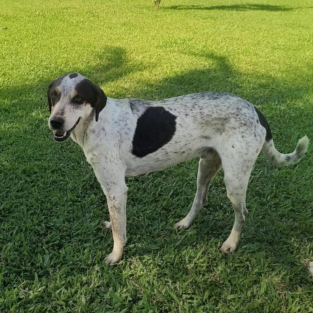 Felix, cachorro de porte médio para adoção em Rio de Janeiro - RJ — foto 2 de 2