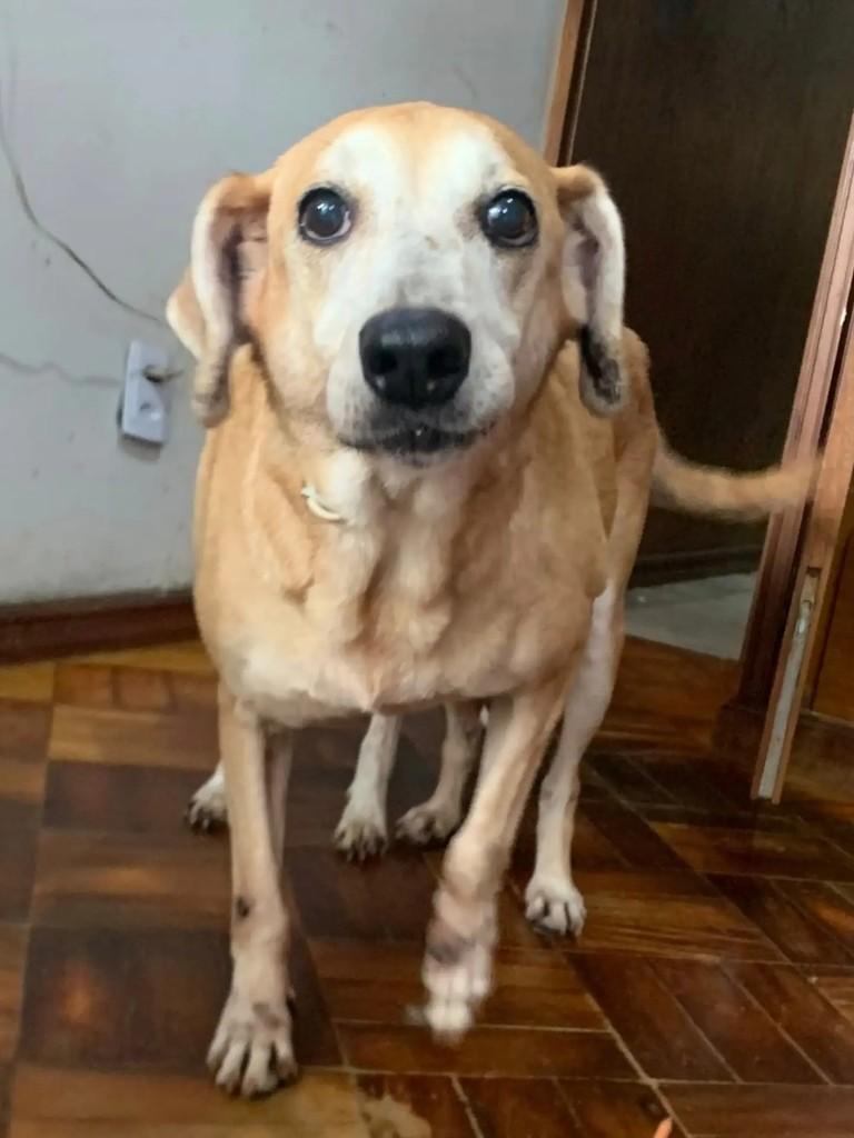 Vovó Lindinha, cadela de porte pequeno para adoção em Rio de Janeiro - RJ — foto 2 de 2